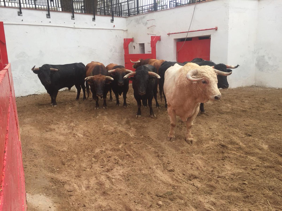 burladerotv's tweet photo. ACTUALIDAD.- Sorteados los de Julio de la Puerta para Melilla #Melilla @infoCastella @prensaElFandi #Encabo @GJPuerta https://t.co/TePDPQ2dMS https://t.co/xNGFTa2FlM