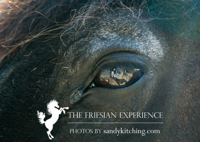 sandykitching's tweet photo. Veteran #Friesian Hoitze's eye at #Cartmel Black Horses The Friesian Experience. So distinguished https://t.co/b4GZptFpH2