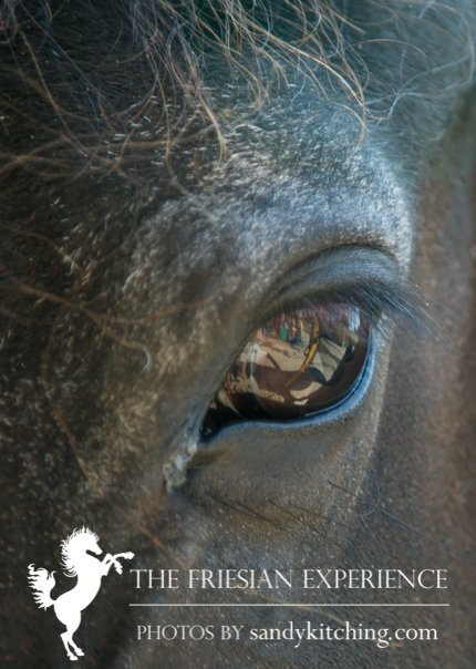 sandykitching's tweet photo. Veteran #Friesian Hoitze's eye at #Cartmel Black Horses The Friesian Experience. So distinguished https://t.co/b4GZptFpH2