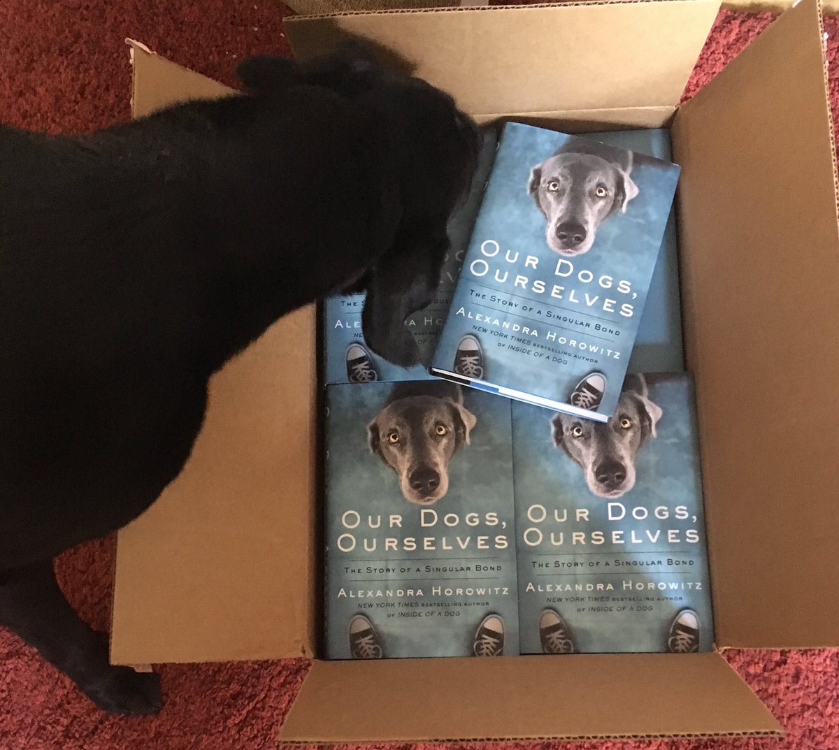 DogUmwelt's tweet photo. I wrote this book for all the dogs who have been, are now, and are yet to be. 

And today it's out in the world, hooray! https://t.co/p0Sx0BE8Kc