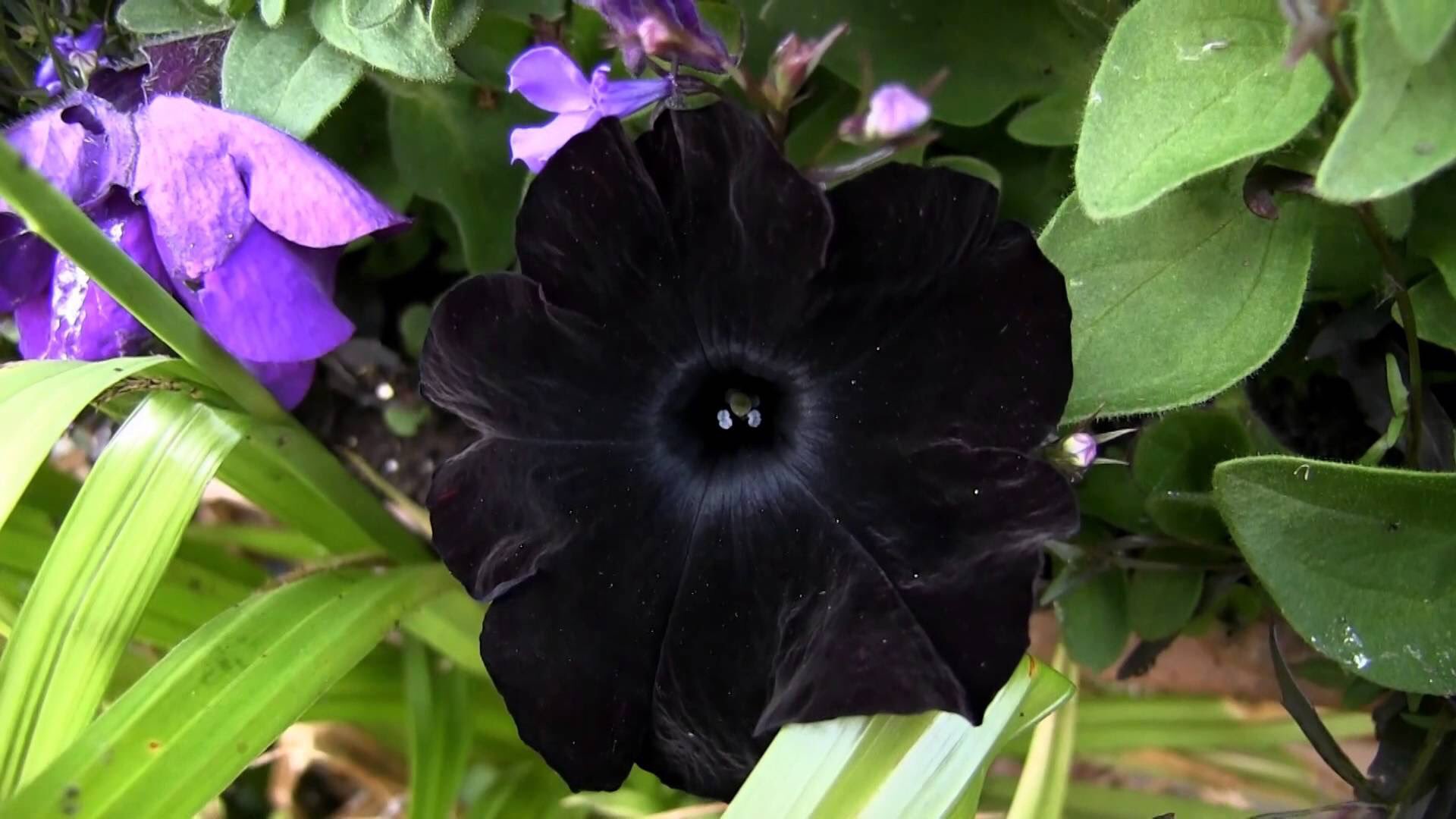 世界に咲く花 ブラックベルベット 黒いペチュニア 漆黒色の花びらは道行く人の足を止めてしまうほどの魅力 花言葉は 心のやすらぎ あなたと一緒なら心が和らぐ T Co Ryghc2bo5d Twitter