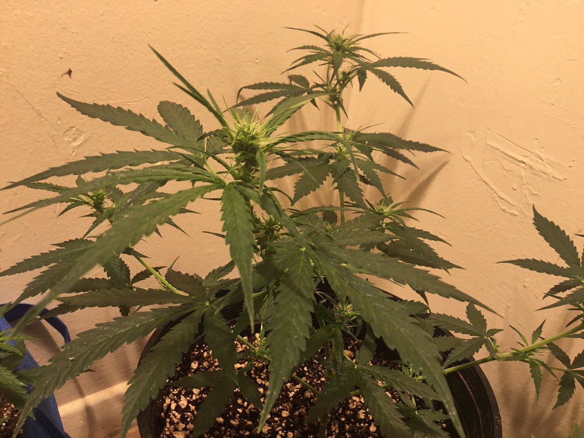 therealTR4G1C's tweet photo. @GrowersChoiceUS #AmericanWidow CROSSBREED BY @snoopdemidogg AMERICAN HAZE x WHITE WIDOW BOTH STRAINS BY GROWERSCHOICEUS ON DAY 50 OF VEG... ALSO 6 BABY #AW IN PHENONHUNT MODE... I ALSO GOT 2 AUTOS #CriticalPurple & #TangerineDream https://t.co/SxnPDfks06