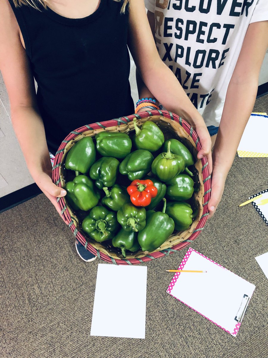 Harvest day for my second graders. Helping out their community! <a href="/MiddleCreekES/">Middle Creek ES</a> <a href="/CFletcherMiller/">Caroline Miller</a>  #schoolgardens