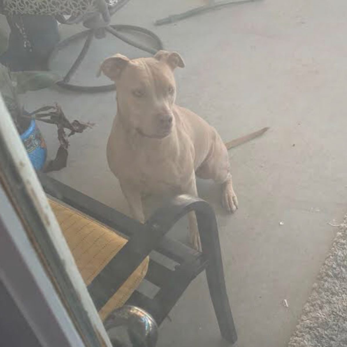 ‼️ URGENT ‼️

This gorgeous girl is Fancy from our mama Reba’s pups.  Fancy is 3 years old and desperately needs a foster (or forever) home immediately.

Fancy is kid friendly but needs some training in the area of socialization when it comes to other dogs.