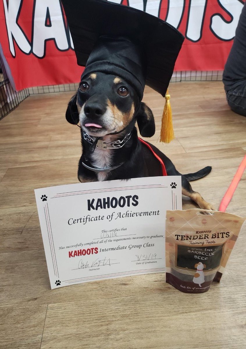 CompletelyCamm's tweet image. Hey @dog_rates my dog Wallie graduated from training. Look at his lil tongue sticking out