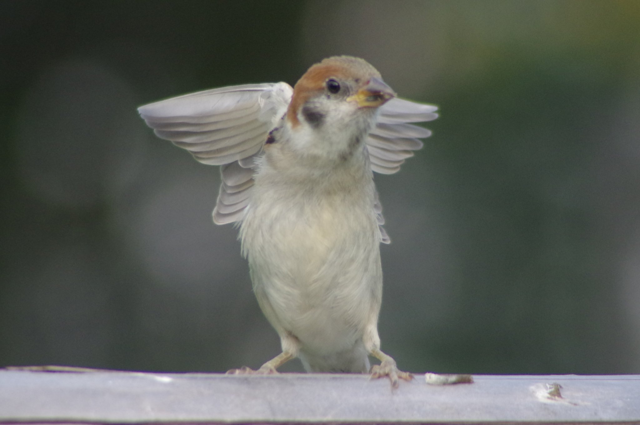 中野さとる on X: 