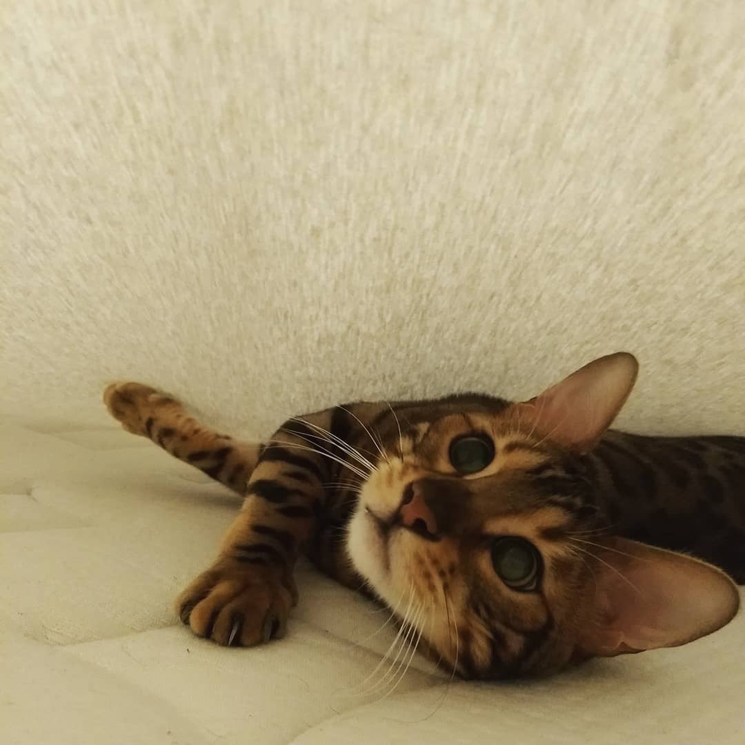 Benjithebengal's tweet photo. Laundry Day = Clean Sheets 
#laundry #laundryday #catsofboston #catsofinstagram #catstagram #catphotography #catography #catgram #catbed #cleansheets #bengalworld #bengalcat #bengalcatsclub #hiding #playing #catplaytime #bengaloftheday #bengalgram #bengal #methuen #massachusetts https://t.co/ug79kwcBhv