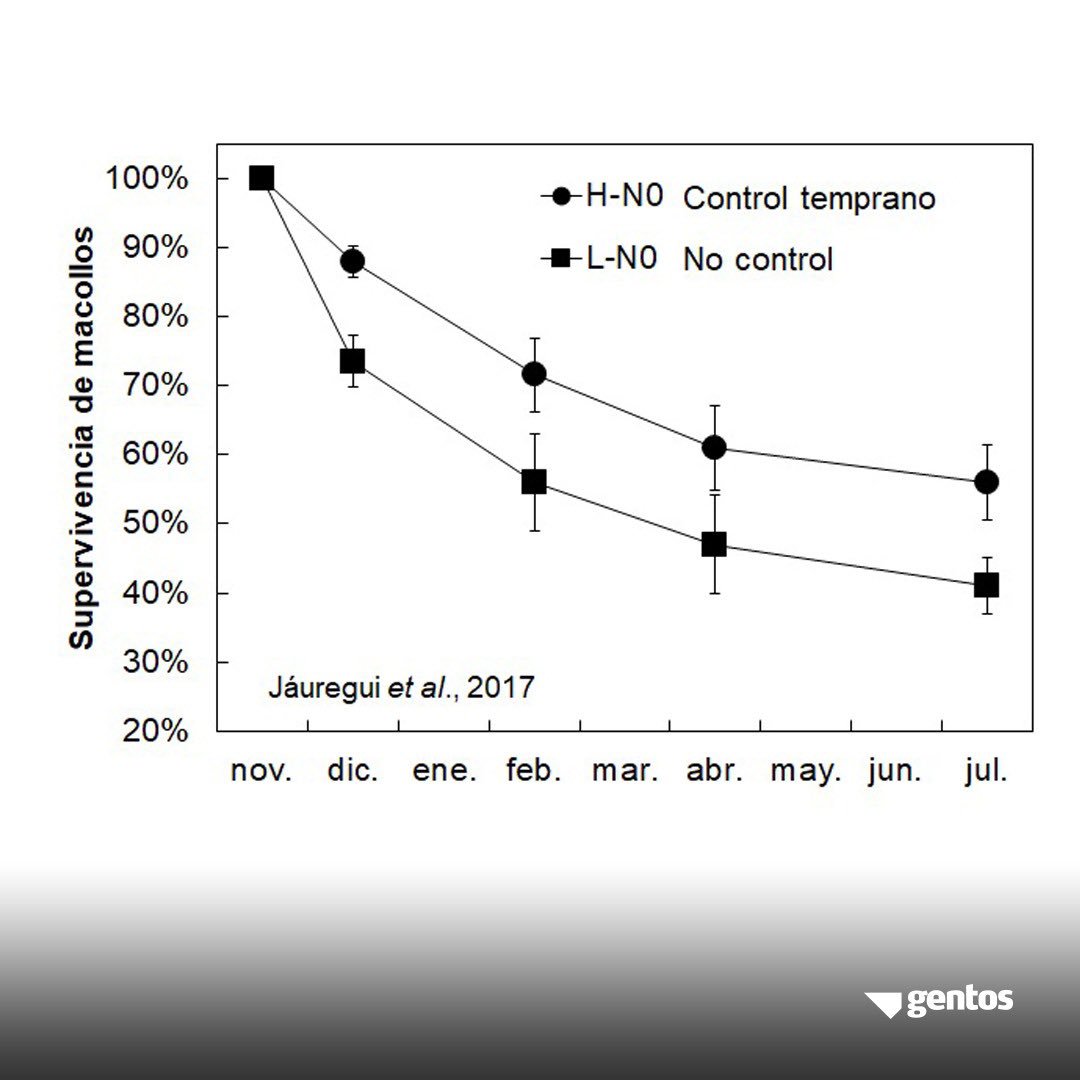 GentosArg's tweet photo. Esta época del año, con fotoperíodos y temperaturas en aumento, es un buen momento para realizar el control temprano de la floración en gramíneas templadas. 

Esto incrementa supervivencia estival de macollos y mejora calidad de lo consumido. #GentosTips https://t.co/mf6Oakf0ep