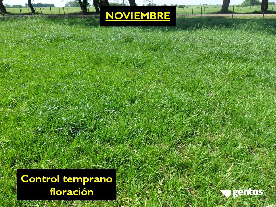 GentosArg's tweet photo. Esta época del año, con fotoperíodos y temperaturas en aumento, es un buen momento para realizar el control temprano de la floración en gramíneas templadas. 

Esto incrementa supervivencia estival de macollos y mejora calidad de lo consumido. #GentosTips https://t.co/mf6Oakf0ep