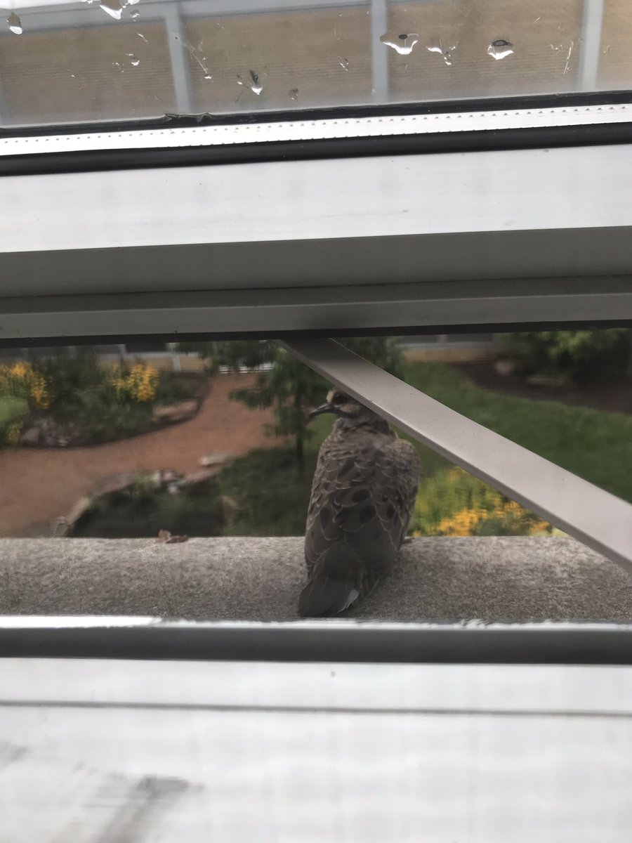 CoachSmithKHS's tweet photo. Canβt tell if this guy is scared or hurt from the big storms this morning, but heβs not flying away... #newclasspet https://t.co/8j1kLpWOMz