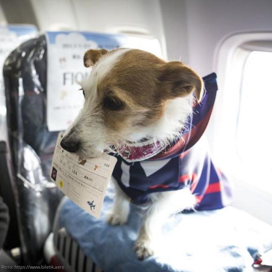 билеты на самолет для собаки