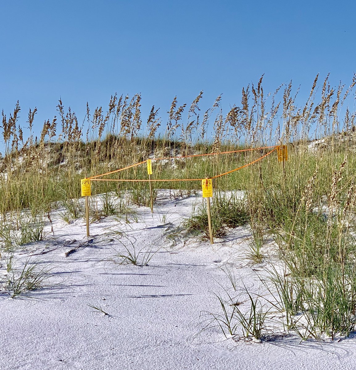 PlatinumDestin's tweet photo. HELPING SEA TURTLES SURVIVE 101: #cleandarkflat.
Please take all things off beach at night. That means off the sand, put in your beach house or up on your walkover. Everywhere you look on the sand is a possible nesting spot for a turtle. #youdomakeadifference https://t.co/pNmZzAgnZY
