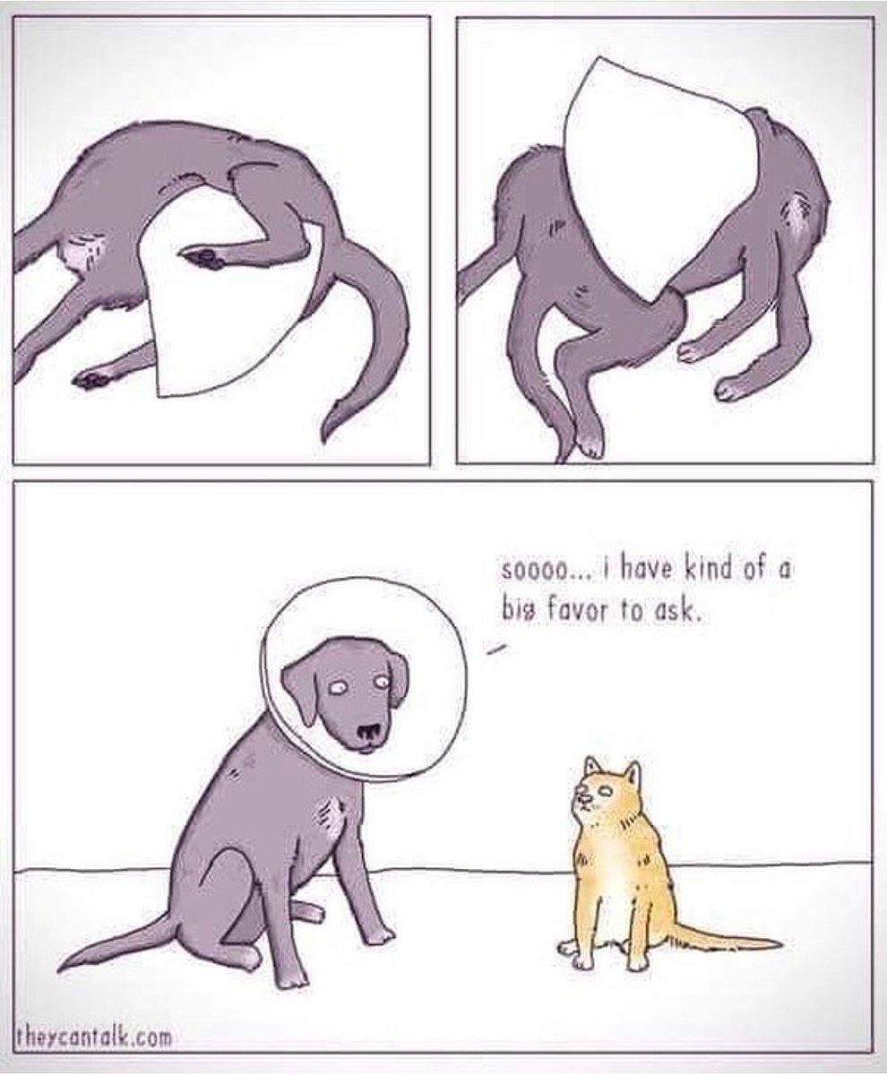 northelmanimal's tweet photo. A little Tuesday (that feels like Monday) humor...
#Awkward https://t.co/PmW1KLyqAe