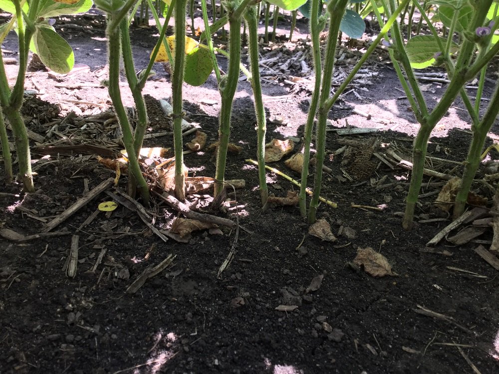 BecksHybrids's tweet photo. This is our first year evaluating spacing and singulation on soybeans at #OHPFR. We know plant that plant spacing is critical for corn, but it doesn’t seem to effect soybeans as dramatically. #neverstoplearning #AskPFR #BecksPFR https://t.co/PdiVWhcZsL