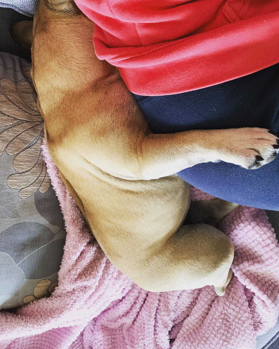 SarahLDaviess's tweet photo. Busy shift as #FIM cover yesterday. Utilising my training and skills as a Pursuit Manager and Tactical Firearms Commander. Rest days today and nothing better to recharge than a good film, sofa munchies and a cwtch off my little puppy #mumslittleshadow https://t.co/CGOnjt4VP9