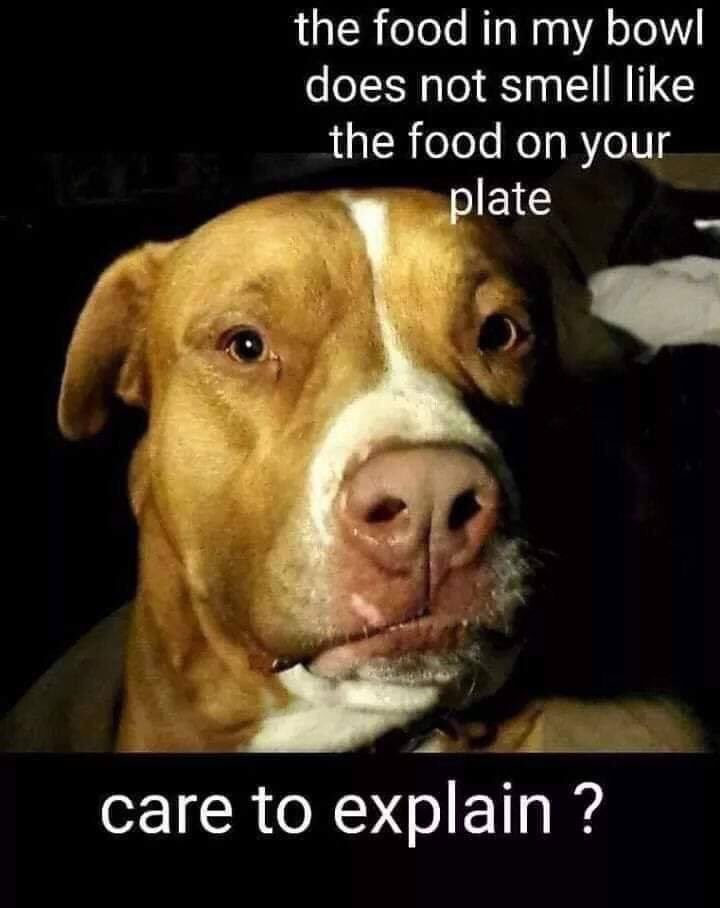 MoishesMom's tweet photo. Hey momโlike yeah..how come your food smells different then ours? What gives? We want Vegan ๐ฑ food Weโre foodies We want what youโre having #MinnieBat #GrumpyPup #Batpack #banpuppymills @TamilToes @msMorgan1968 @cuevas00_jason https://t.co/nn94fMdHZ1