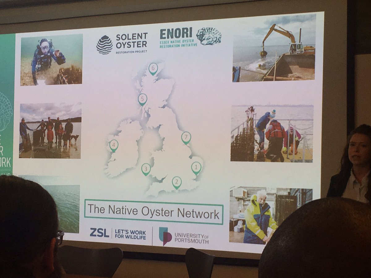 Hearing about all things #oysters from @CelineGamble Coordinator of the Native Oyster Network of UK & Ireland @OfficialZSL #ConservationOptimism #nativeoyster #marinerestoration