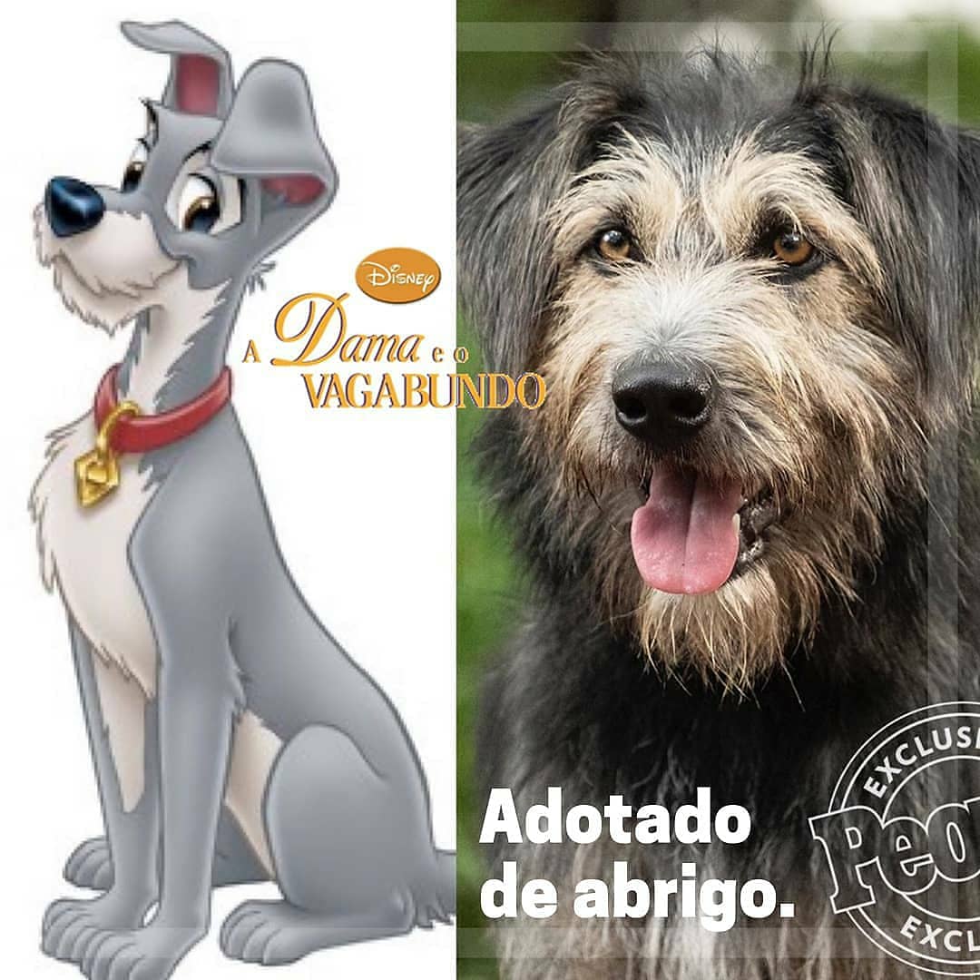 PetShopLegal's tweet photo. Saiba+ sobre esse clássico q está se tornando filme! https://t.co/hx72WL2AUz

#ADamaEoVagabundo #nãocompreADOTE
#AdotarSalvaVidas #AdotarÉTudoDeBom #ADamaEoVagabundo2020 #ExploraçãoAnimal #FilmeAnimal #AbrigoAnimal #AnimaisResgatados #Adote #VoxVegan #BaixadaSantista #Santos013 https://t.co/K3fXhgh2Oh