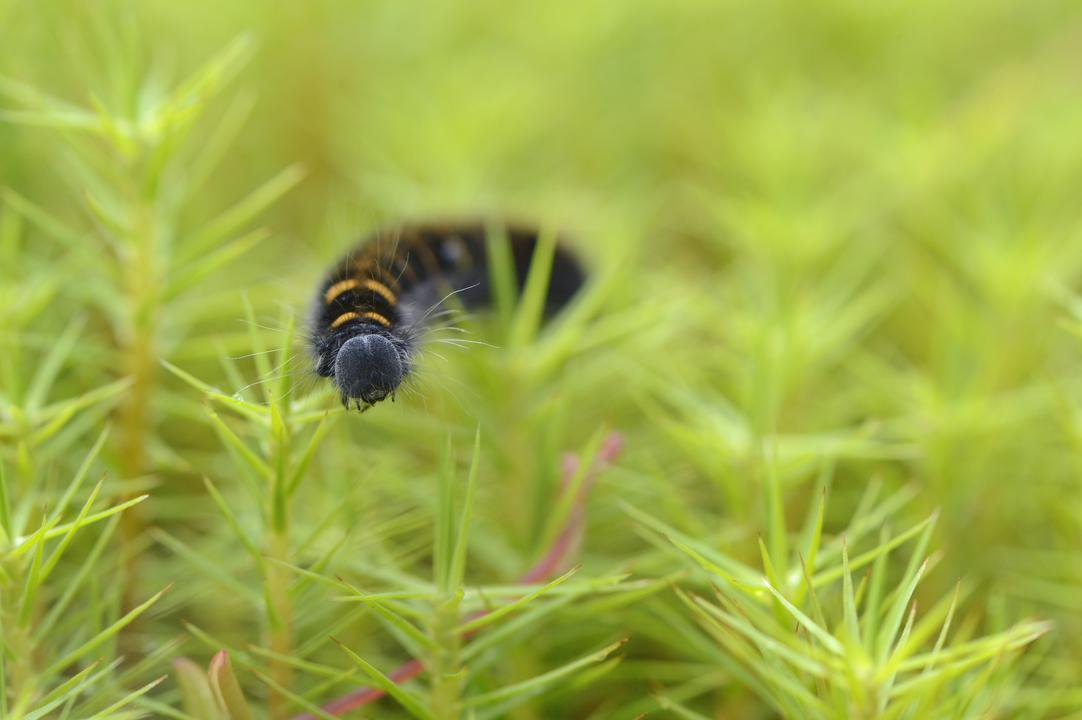 Did you know that more than 221,000 hectares of #peatlands in Scotland are designated as Special Areas of Conservation? They support uniquely adapted birds, plants, fungi and invertebrates.

#peatlandbenefits
#peatlandrestoration
#scotnature
#biodiversity