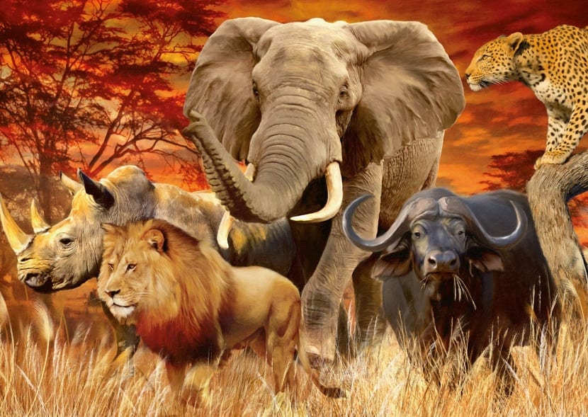 renovablesverdes on Twitter: "Animales de la africana https://t.co/bcUrGsiT0K https://t.co/ShFRGKCctY" / Twitter