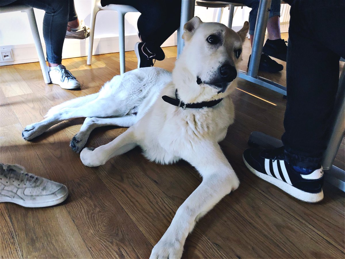 bootsmannthedog's tweet photo. #officetuesday During meetings i always try to be the center of it all. #butnobodynoticesmostofthetime #dogsoftwitter https://t.co/0s47VQwRnb