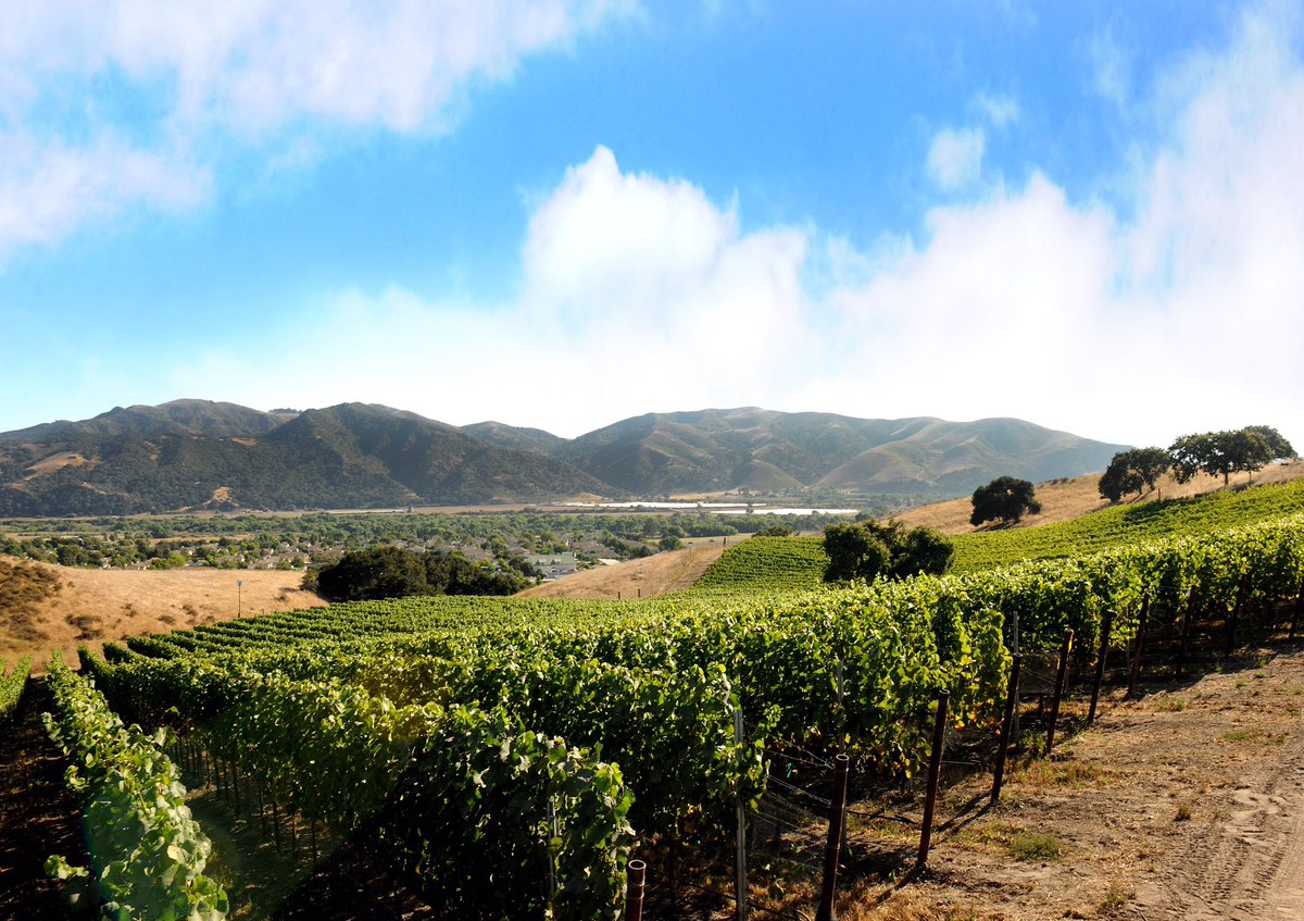 September is California Wine Month! The perfect time to experience our annual harvest season first hand.  #discoverbrickbarn #brickbarnwineestate #santabarbarawinecountry #sbcwinetasting #visitbuellton #visitsyv #visitsolvang #wine #winelover #wineallthetime #cawinemonth