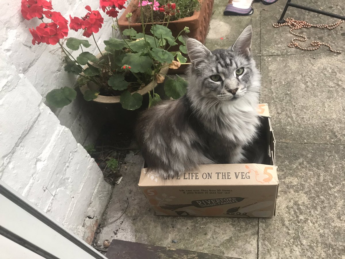 Johnny_Parry's tweet photo. @Riverford ...this is not what I ordered? #MaineCoon https://t.co/gt8tRyPpUC