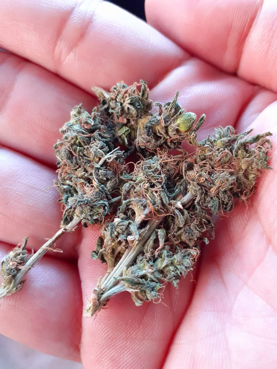 AvatarGrow's tweet photo. @reefernationcom @GrowBigBuds https://t.co/TgNQBmmi3r