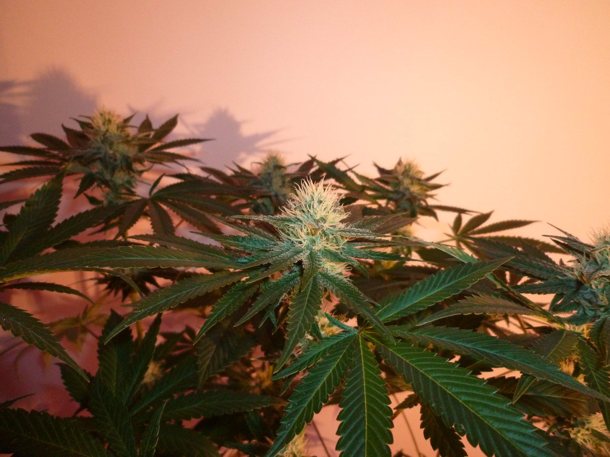 StephandjoG's tweet photo. #sourmelon from Mantis Genetics
(Sour OG x Lucille's OG S1)
Flo Day 35.
Full diary : https://t.co/GeU2K3oeOI
#growdiaries #growdiary #mantisgenetics #growyourown https://t.co/WT7dTc1btu