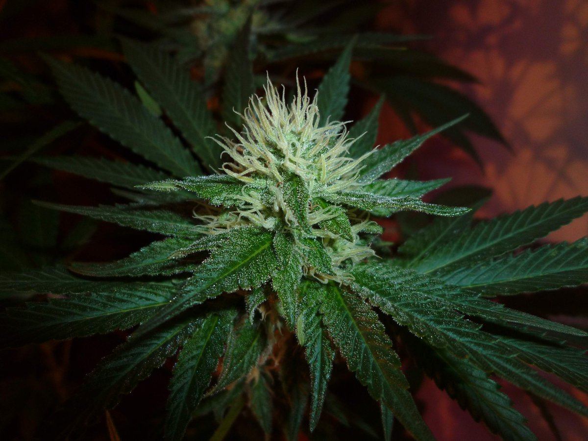 StephandjoG's tweet photo. #sourmelon from Mantis Genetics
(Sour OG x Lucille's OG S1)
Flo Day 35.
Full diary : https://t.co/GeU2K3oeOI
#growdiaries #growdiary #mantisgenetics #growyourown https://t.co/WT7dTc1btu