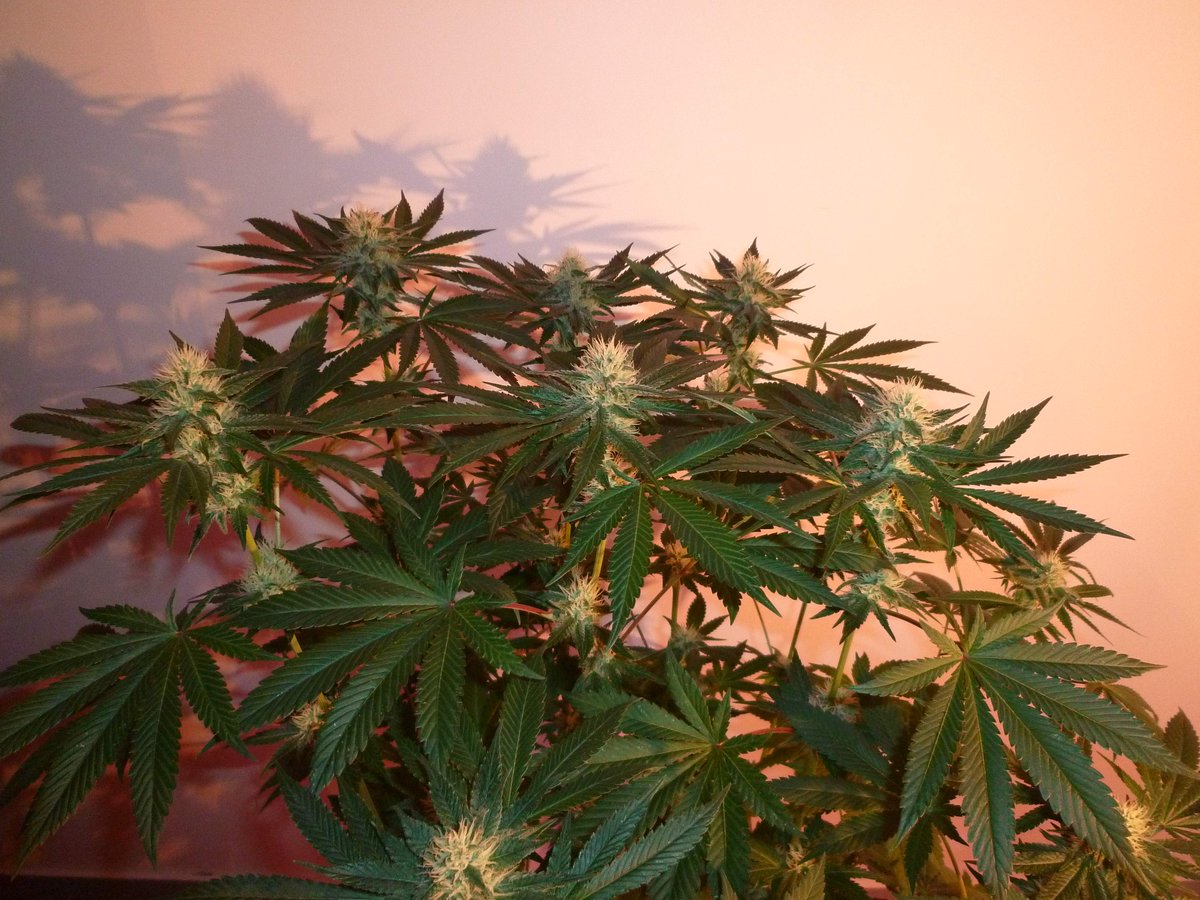 StephandjoG's tweet photo. #sourmelon from Mantis Genetics
(Sour OG x Lucille's OG S1)
Flo Day 35.
Full diary : https://t.co/GeU2K3oeOI
#growdiaries #growdiary #mantisgenetics #growyourown https://t.co/WT7dTc1btu