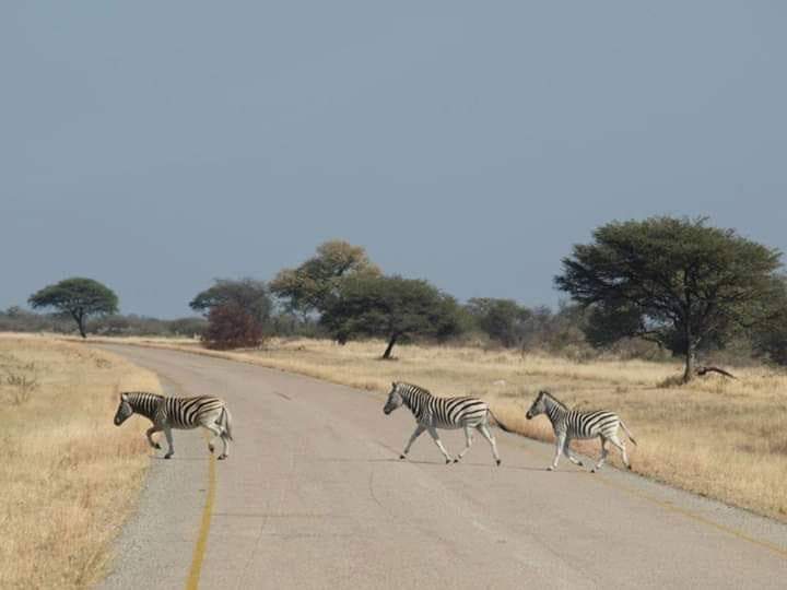 BWGovernment's tweet photo. ONLY IN BOTSWANA |The real zebra crossing 🇧🇼🦓🚦#ExperienceBotswana

📸 Makgadikgadi National Park by Thuso Dithupa https://t.co/mrAHPTqk8k