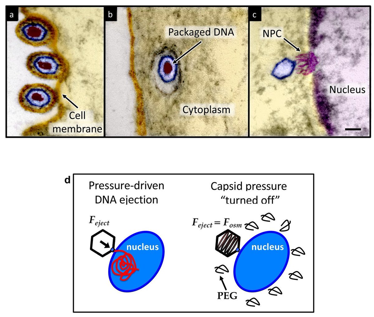Nature Reviews Microbiology tweet media