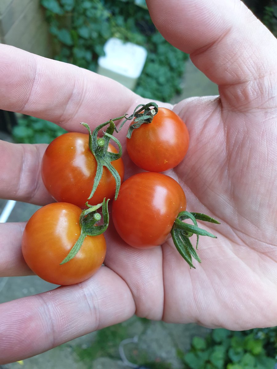 MarksTweetPlace's tweet photo. Home grown Tomatoes #brexitpreperation #homegrown https://t.co/DunrgyAayl