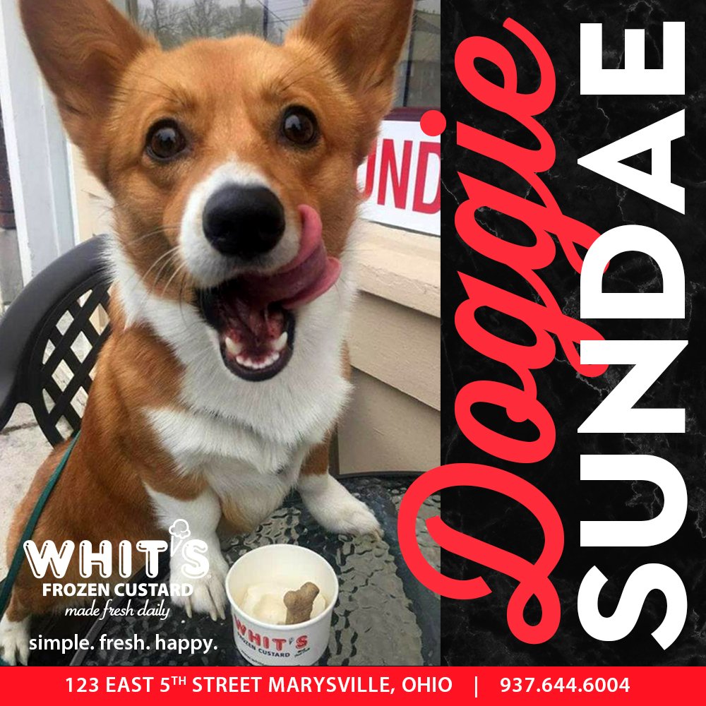 Going to the dog swim at the municipal pool today? Bring your pup in for a doggie sundae after! #whitsfrozencustard #doggiesundae #marysvilleohio