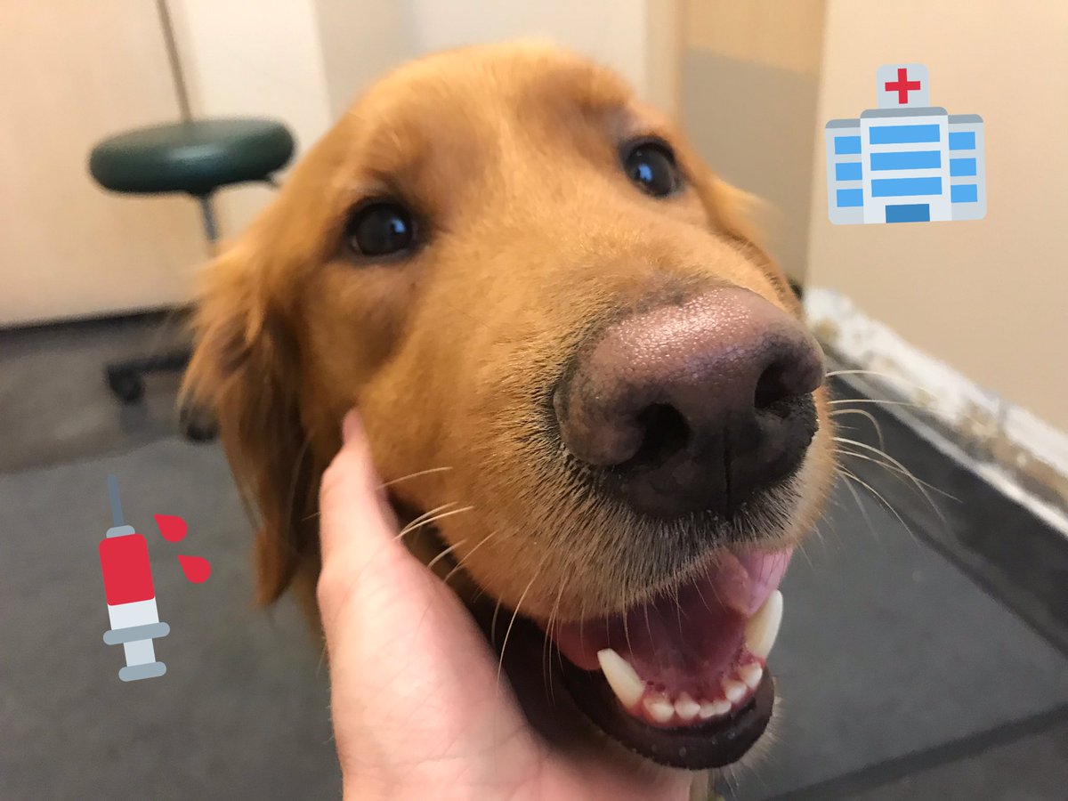 Can i give my dog benadryl for a swollen face