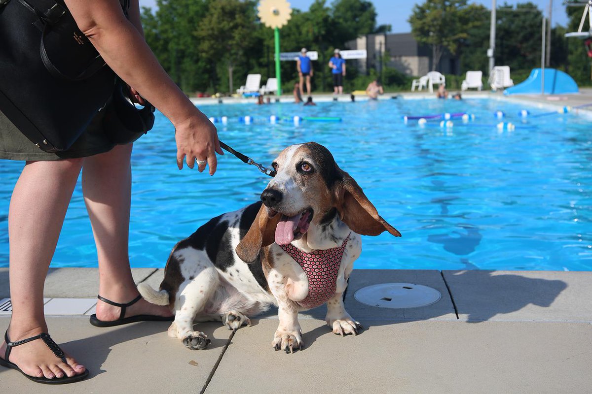 saugaparksrec's tweet photo. It's getting closer! Thefirst of its kind Dogs Only Swim in Mississauga. Sign up today. Visit https://t.co/THrhVcRcdS #SaugaSwims https://t.co/K6YDcLadw0