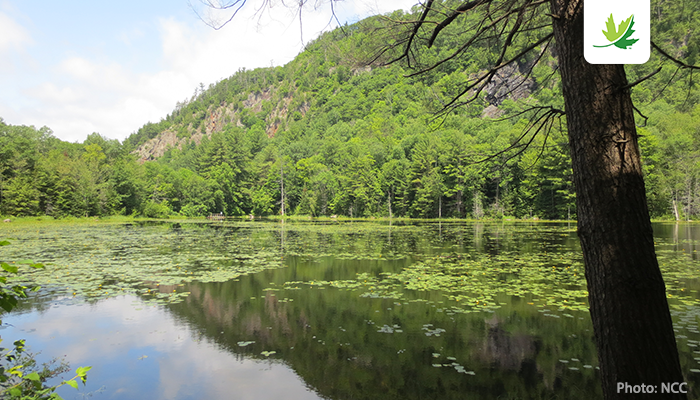 NCC_CNC's tweet photo. Read about a visit to an NCC Nature Destination in Quebec, where species like white-tailed deer, black bear and porcupine can be found. https://t.co/CMSkAQcc9M #LandLines #NatureDestinations https://t.co/Zu1gM6KyUh