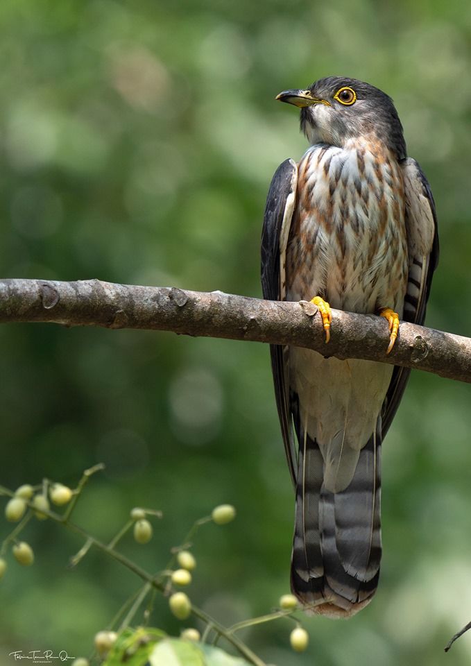 Wild Bird Revolution On Twitter Malaysian Hawk Cuckoo Also Known As The Malay Hawk Cuckoo Is Found In Far Southern Burma Southern Thailand Malaysia Singapore Borneo Sumatra And Western Java Fabius Tan Singapore Birding