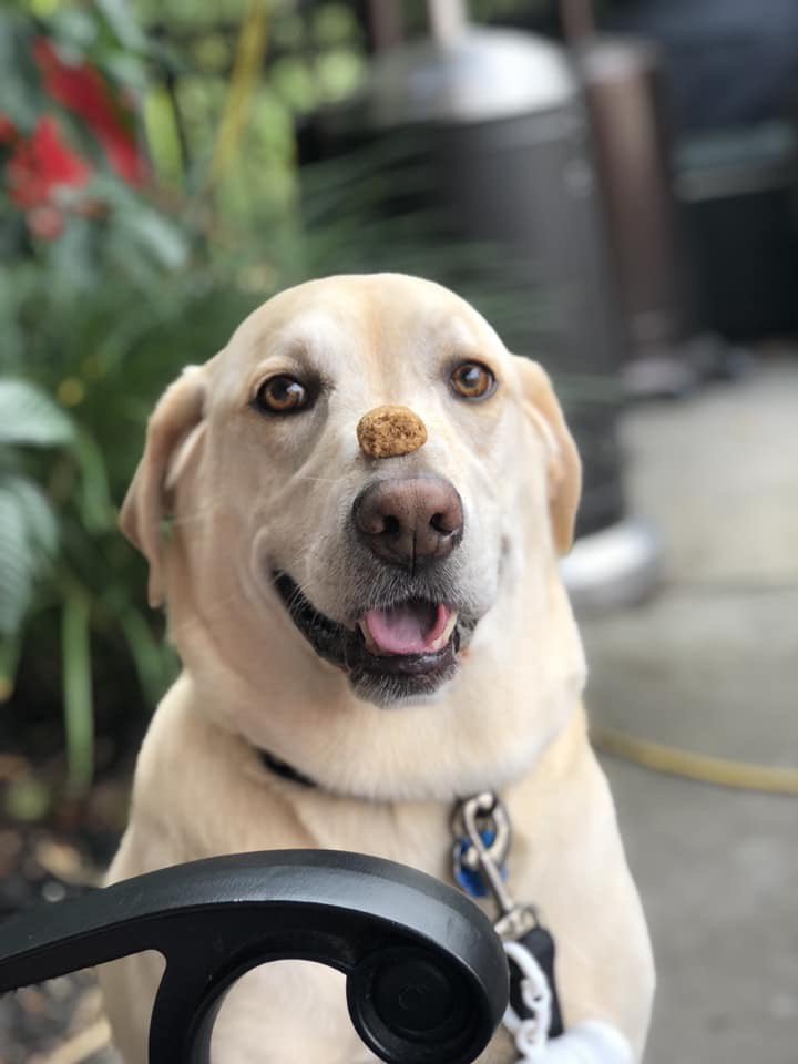 GibsonTeaches's tweet photo. Please go and vote for Marley!
 https://t.co/pUyXFMZkZg https://t.co/YZggIIYgjo