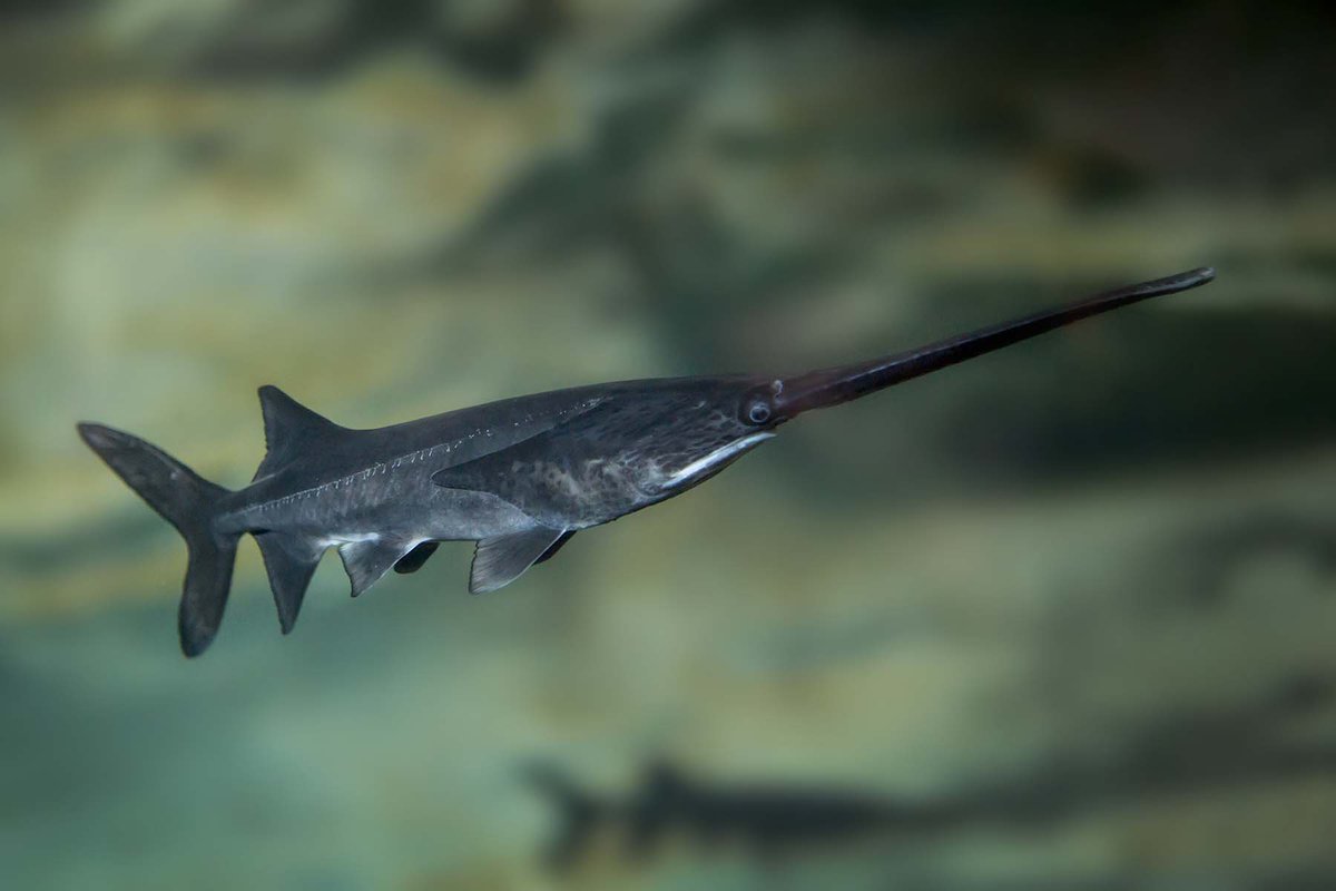 Shedd Aquarium On Twitter Say Hello To One Of The Most Unusual shedd aquarium on twitter say hello