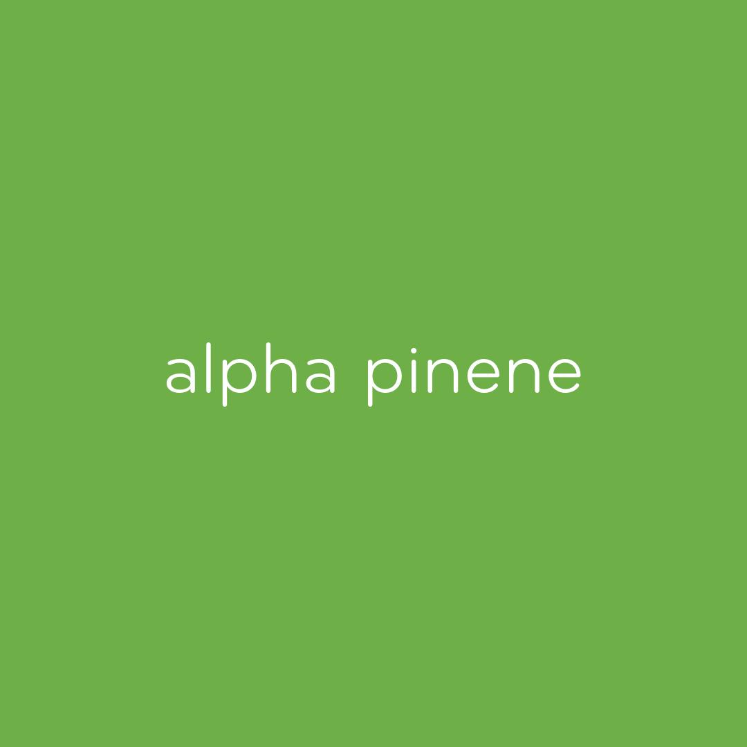 RiseMinnesota's tweet image. #AlphaPinene is one of the most commonly occurring #terpenes among all plant types. It's being studied for its potential use as a bronchodilator, while other studies have focused on its anti-inflammatory &amp;amp; analgesic properties. ow.ly/bhTS50viWPY