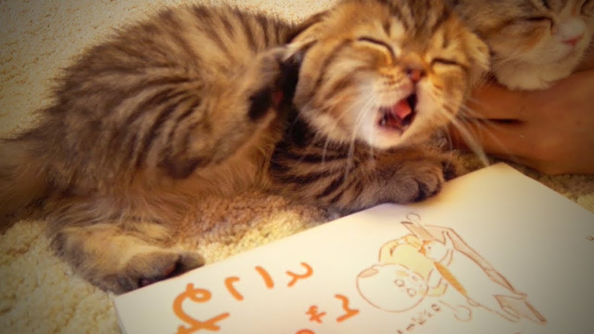 MeowMoeDotCom's tweet photo. Cute Cats 🐱🐱 Awesome Cats Purring Sound (Full) [Funny Pets]
 
#Cats #Cat #Kittens #Kitten #Kitty #Pets #Pet #Meow #Moe #CuteCats #CuteCat #CuteKittens #CuteKitten #MeowMoe
 
#AmusingPet #CuteAndFunnyPet #CuteAndFunnyPetsPurring
 
https://t.co/Ajbu4KZmZ0
 
. https://t.co/5pViBzc3WU