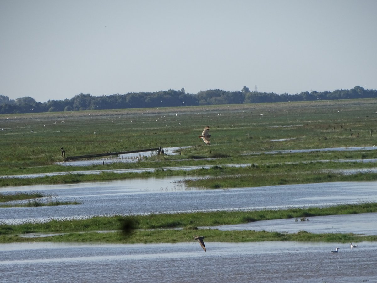 FinchleyBirder's tweet photo. What an incredible place #RSPBFrampton. Thank you to @TobyWarbler for his local knowledge. It really is one of the must visit reserves.
https://t.co/9a3UocHsnp #WaderFest https://t.co/HSqi6xF0SE
