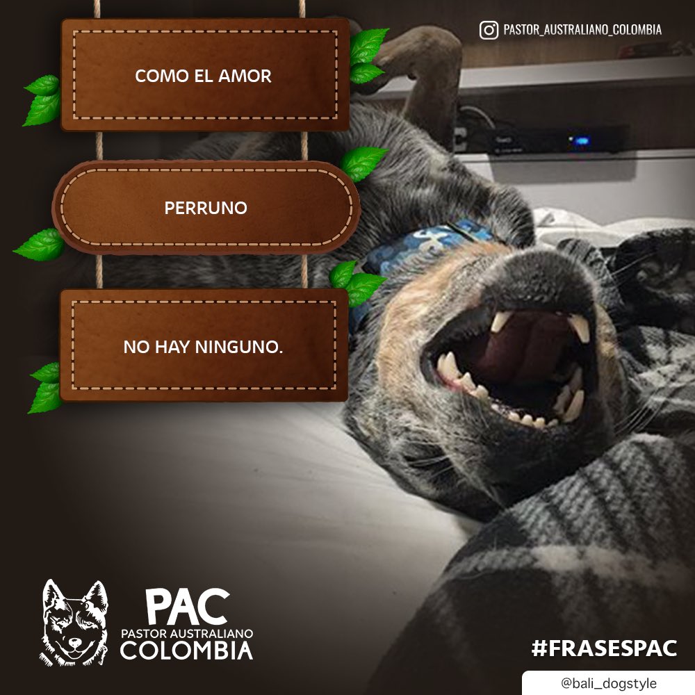ColombiaPastor's tweet photo. No hay quien se les compare 🔝🐺.
•
•
#pastoraustralianocolombia #pastorganaderoaustraliano #australiancattledog #PAC #blueheeler #pastoraustraliano #pastoraustralianoganadero #frasespac https://t.co/bi2AlFzVib