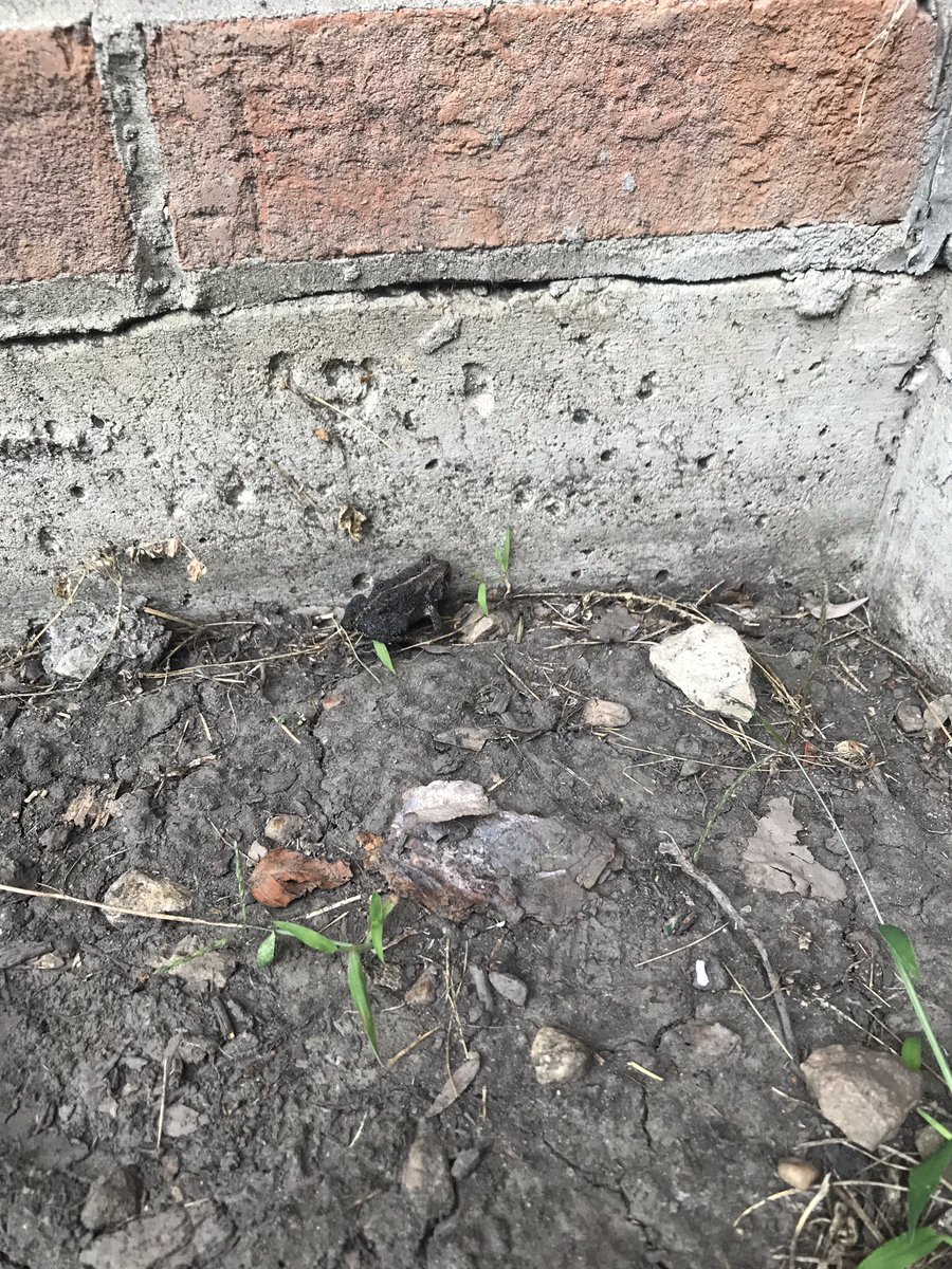 _Cpriester's tweet image. Even Mr Craft is learning about making observations of the plants and animals on our playground. He scooped up a small toad so our 2nd graders can take a closer peek after lunch. #TCIScience #hghuskies #dg58pride #dg58learns @zacharyjcraft