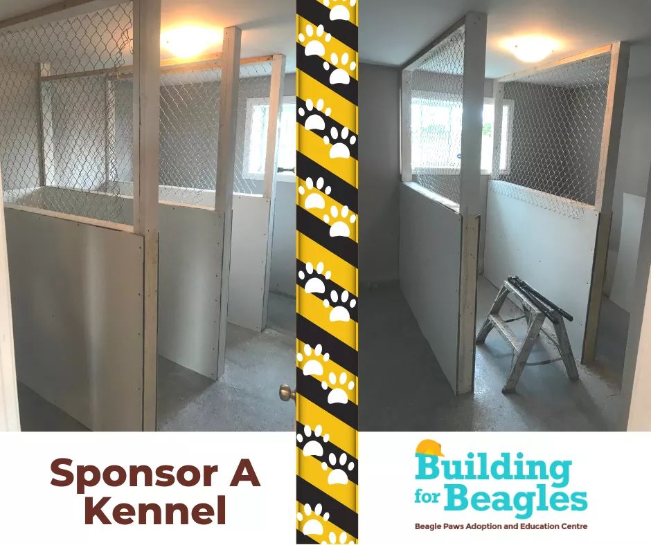 BeaglePaws's tweet photo. Construction still under at our new shelter in NL Canada. Consider making a donation to the rescued beagles new home https://t.co/oP4p9SvvcT https://t.co/7XrcQF5mX2