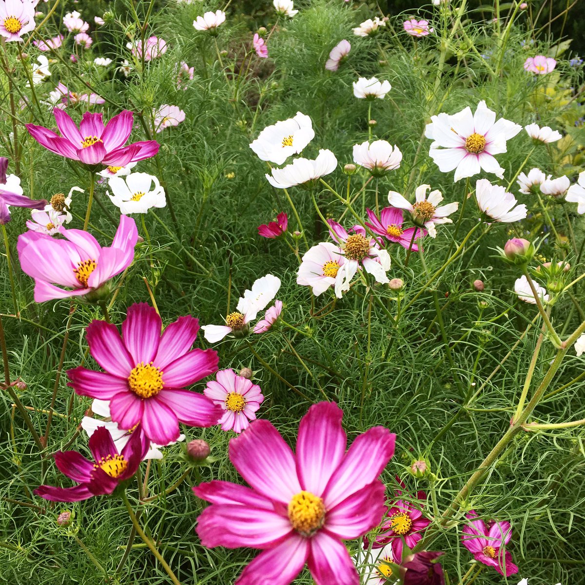 AliceMillin's tweet photo. I just wanted to say thank you to everyone who has continued to support my little business 🌸 I’m super busy at the moment sending parcels out to all different counties 🌍 It’s evident how many of you love to support small independents too!Thank you! #shopindependent #shoplocal https://t.co/jF72Fvrwcl