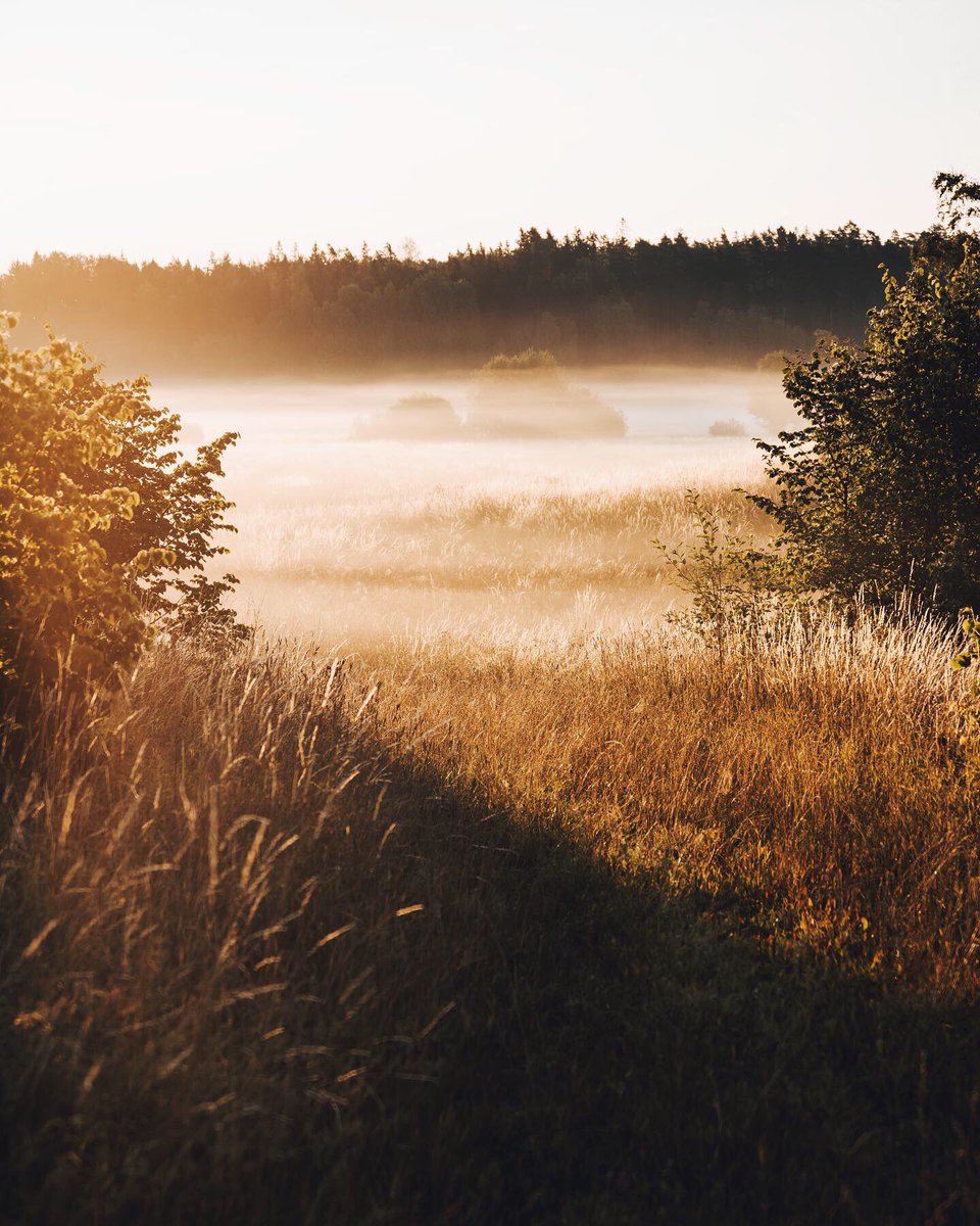 bokehm0n's tweet photo. Golden mornings somewhere in Sweden. https://t.co/izpOG4uqn3
