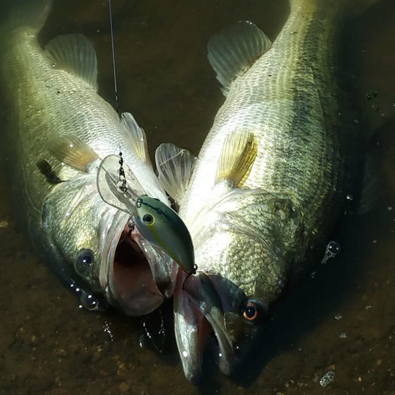 TPWDparks's tweet photo. A Martin Creek Lake State Park visitor landed this awesome double on the first try. The ink on his 2019-2020 fishing license hadn't even had time to dry yet! Nice catch! 🎣

https://t.co/vEhjnjacjV

📷: Oscar Bishop 
#TexasFishing #TXStateParks @TPWDfish https://t.co/gS7P30dqRO